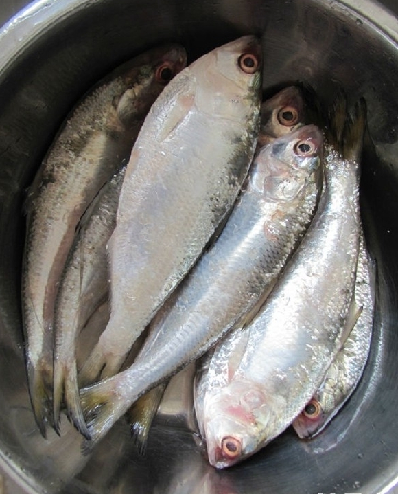 香酥黃河刀魚