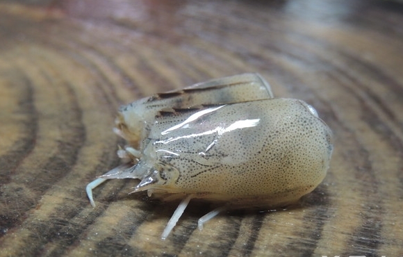 佛手瓜蝦頭油香菇湯