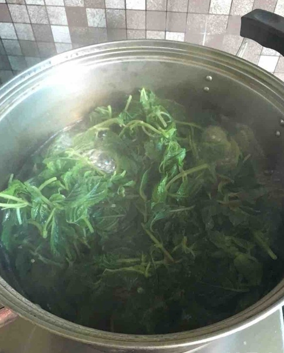 廣東涼粉草