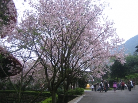 浪漫櫻花餅乾