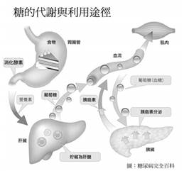 飯後血糖值比飯前低