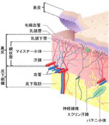 蛇肉湯 皮膚