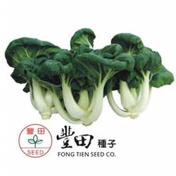 奶油白菜種植方法