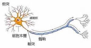 龍眼蜜 百花蜜 功效